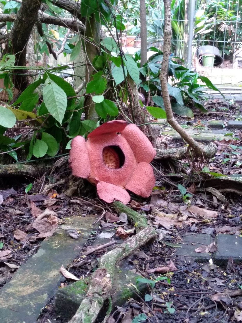 Mekarnya Rafflesia Patma Di Kebun Raya Bogor Buku Catatan Aolady
